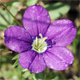 Legousia speculum-veneris
