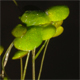 Lemna gibba
