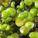 Lemna minor