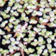Lemna minuta