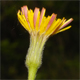 Leontodon crispus