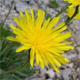 Leontodon incanus i.