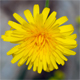 Leontodon incanus t.
