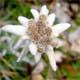 Leontopodium alpinum