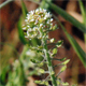 Lepidium campestre
