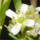 Lepidium coronopus