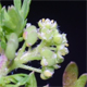 Lepidium didymum