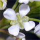 Lepidium virginicum