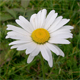 Leucanthemum heterophyllum