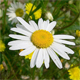 Leucanthemum vulgare