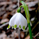 Leucojum vernum