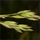 Leucopoa spectabilis
