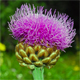 Rhaponticum hemeralpion