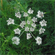 Coristospermum seguieri