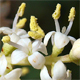Ligustrum lucidum