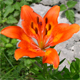 Lilium bulbiferum b.