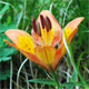 Lilium bulbiferum c.