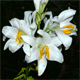 Lilium candidum