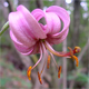 Lilium martagon