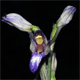 Limodorum abortivum