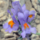 Linaria alpina