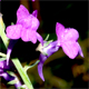 Linaria purpurea