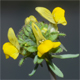 Linaria simplex