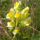 Linaria vulgaris