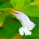 Lindernia dubia