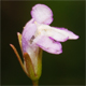 Lindernia procumbens