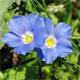 Linum alpinum