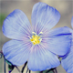 Linum austriacum