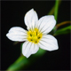 Linum catharticum