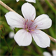 Linum tenuifolium