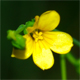 Linum trigynum