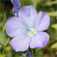 Linum usitatissimum