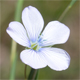 Linum usitatissimum a.