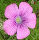 Linum viscosum