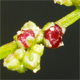 Lipandra polysperma