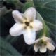 Lithospermum officinale