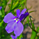 Lobelia erinus