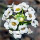 Lobularia maritima