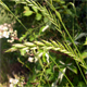 Lolium multiflorum
