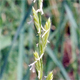 Lolium perenne