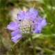 Lomelosia graminifolia