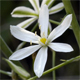 Loncomelos brevistylum