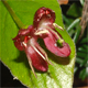 Lonicera alpigena