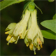 Lonicera caerulea