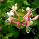 Lonicera caprifolium