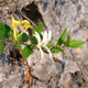 Lonicera japonica